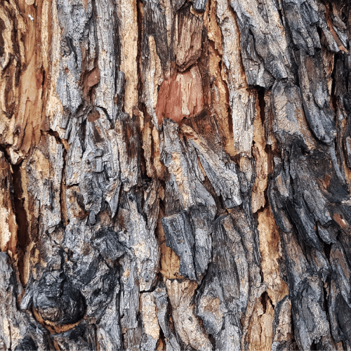 Primer plano de la corteza de un árbol con una textura rugosa.
