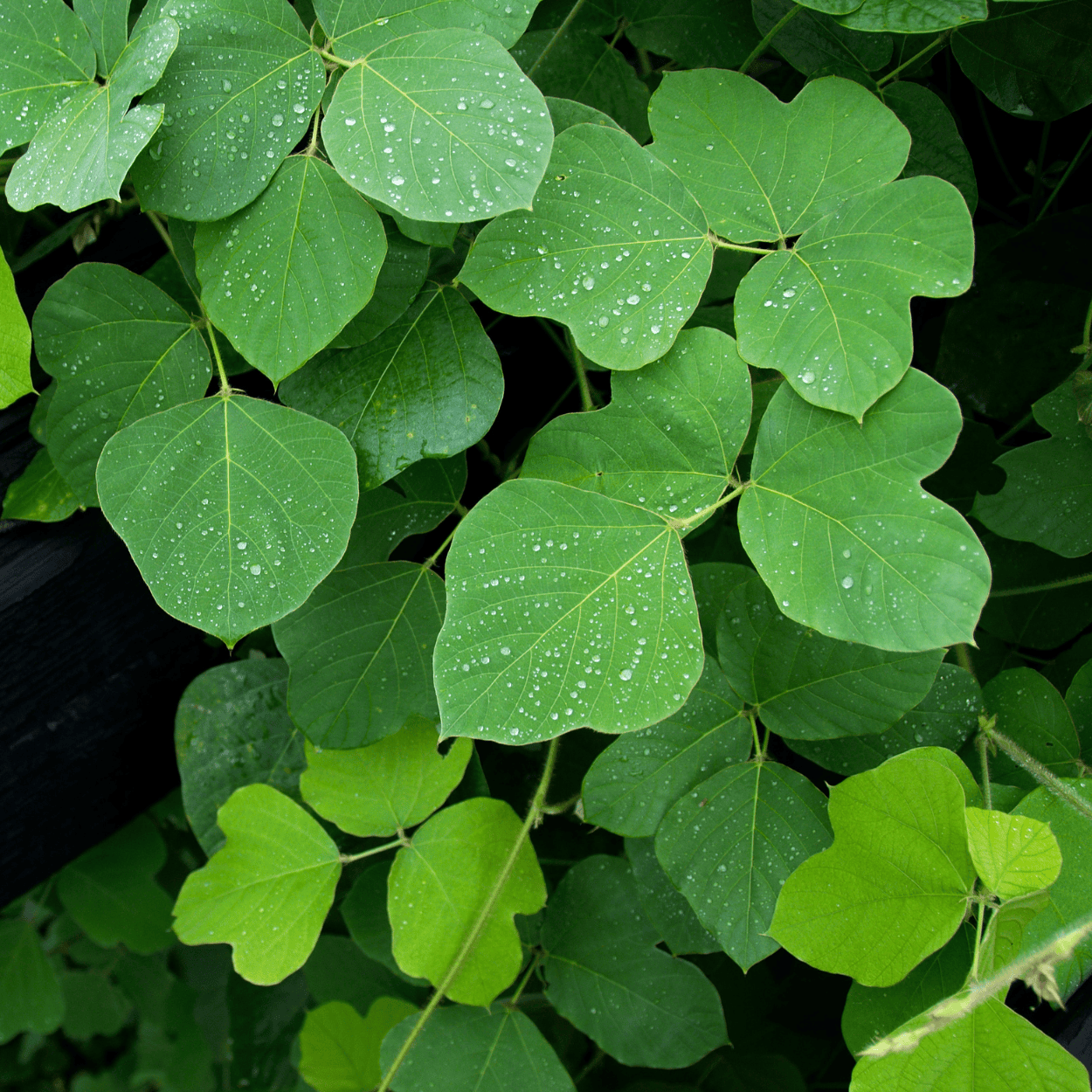 Extracto de kudzu: ingrediente de origen vegetal conocido por fortalecer el cabello, mejorar su elasticidad y protegerlo contra la rotura.