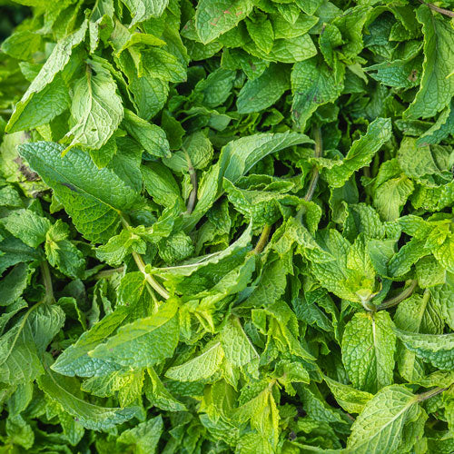 aceite de menta para el cabello